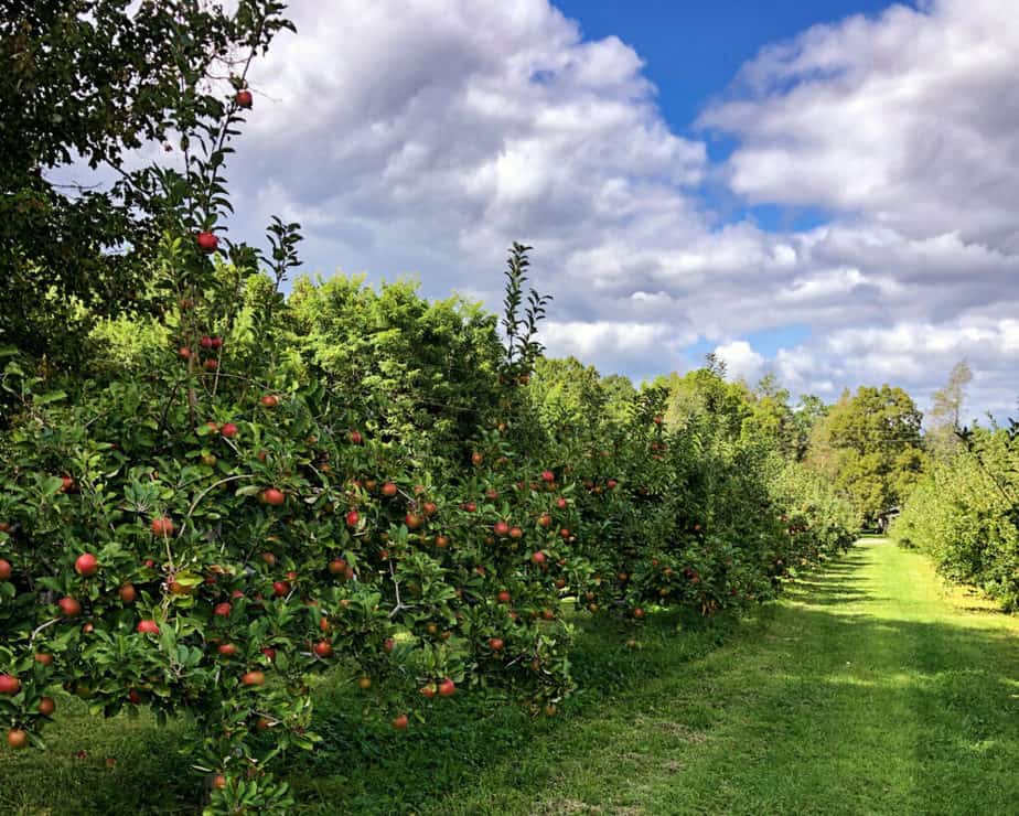 row of an apple orchard with green grass pathways and a cloudy sky with bits of blue poking through.