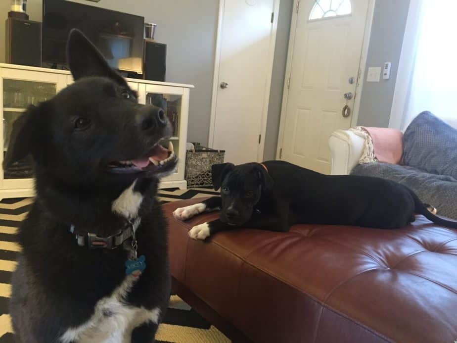 black dog with white chest fur with one floppy ear and one pointy ear is tilting his head and smiling while another black dog with white paws is laying on a large ottoman in a begging pose.