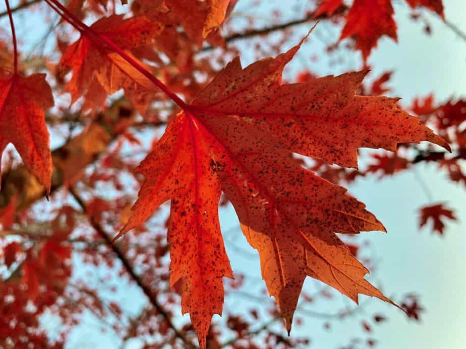 beautiful red maple leaf on a tree for using as cheap holiday tabletop decor.