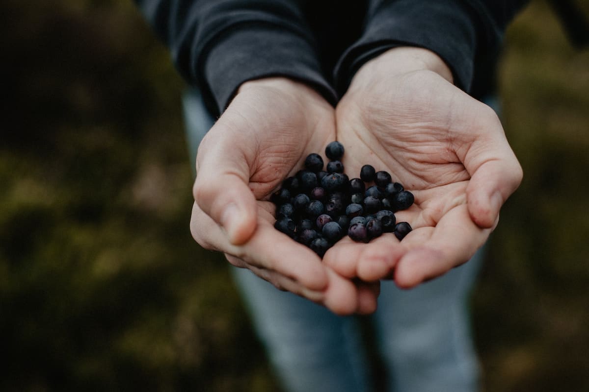 forager holding out a handful of berries. Photo credit Beth Jnr.