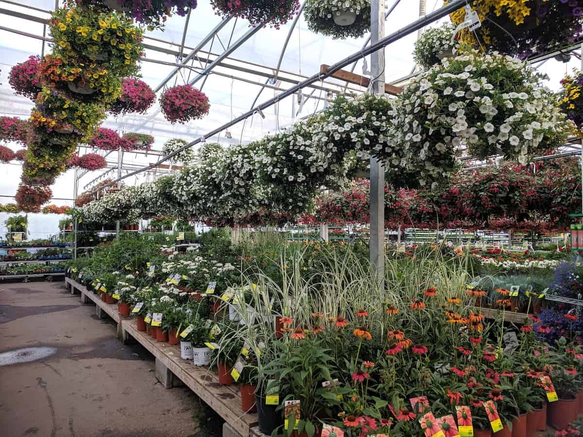 photo of a garden center with tons of plants for sale. photo credit Sigmund.