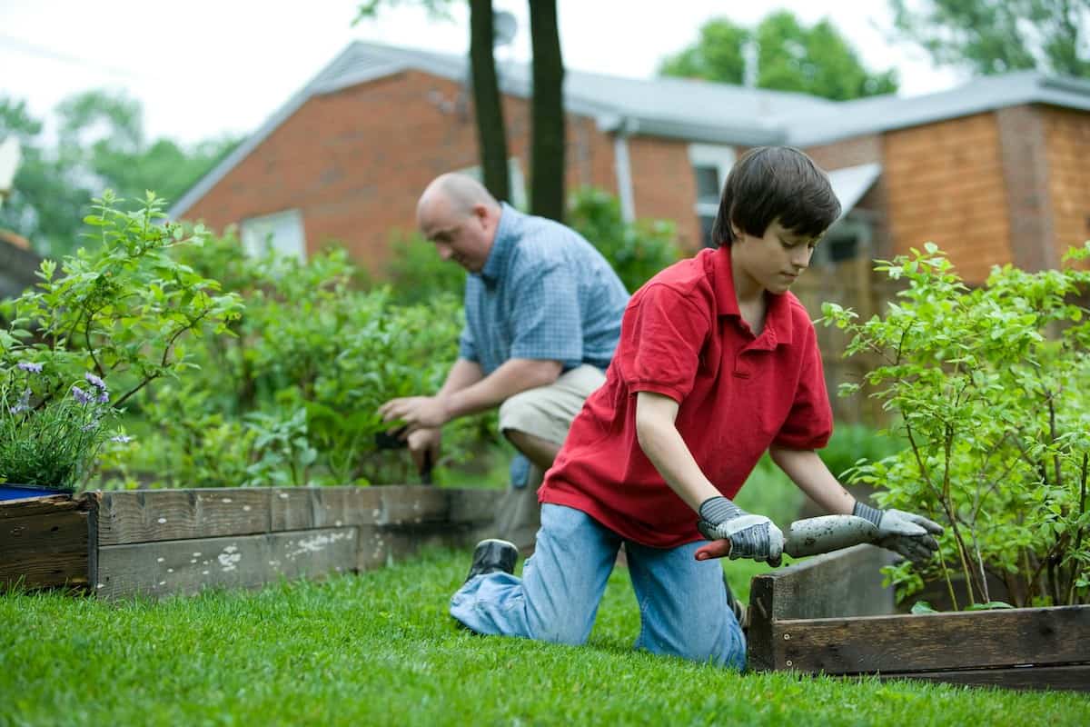 father and son gardening a small backyard vegetable garden to combat rising food prices.