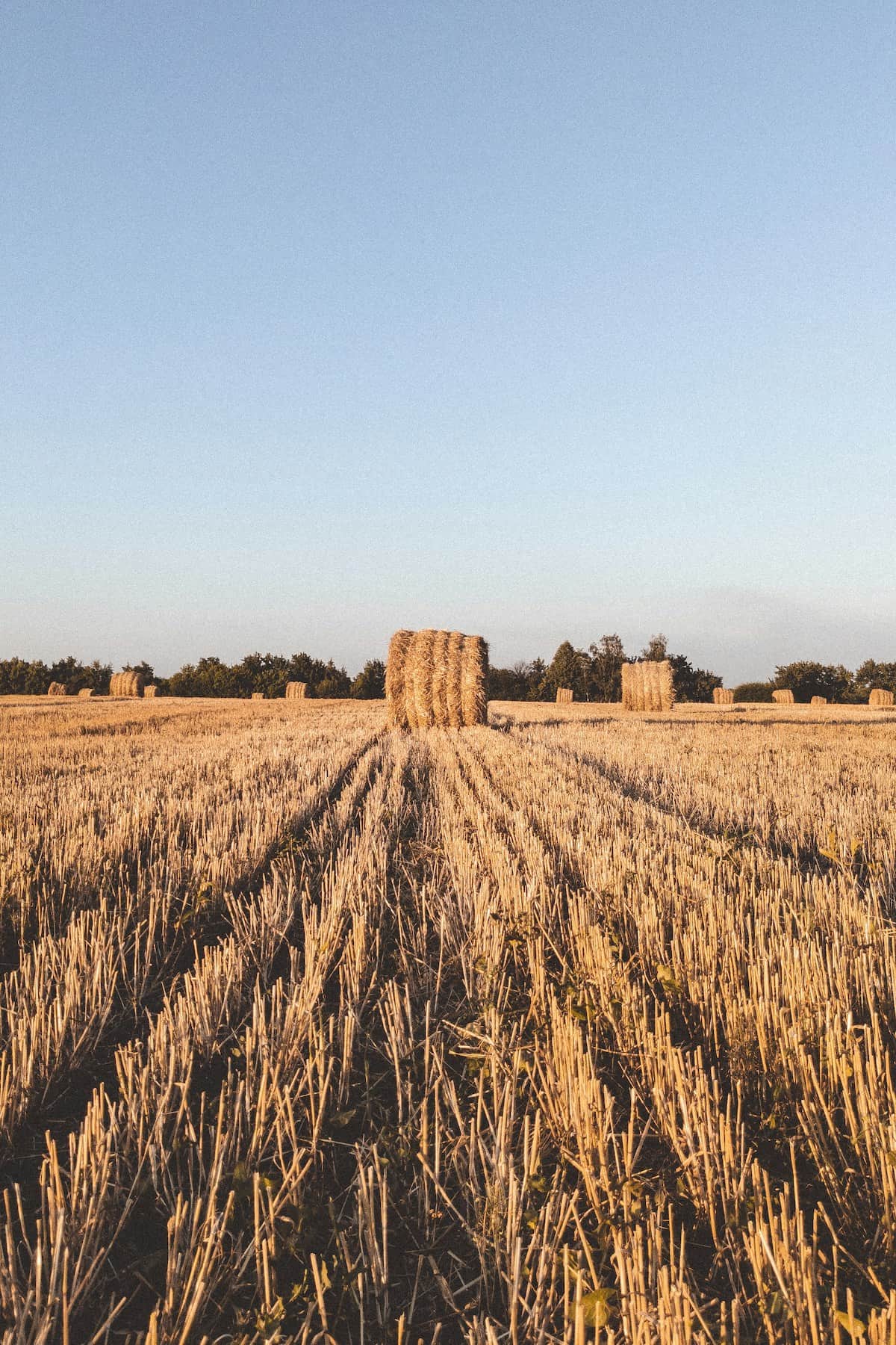 photo of baled wheat in a field.
