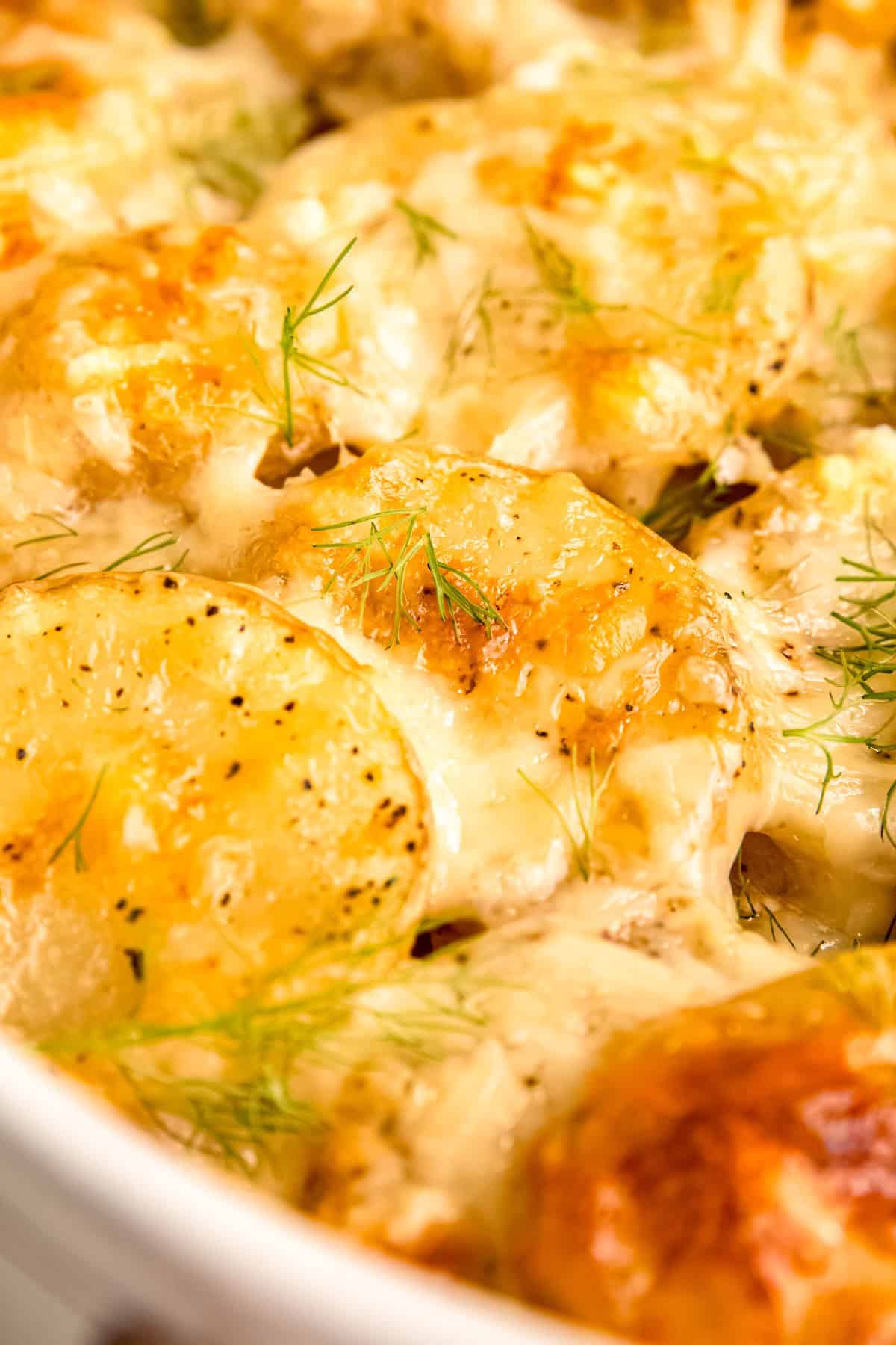 closeup shot of fennel potatoes au gratin in a white dish showing the cheesy potato slices shingled on each other a bit with burnished brown tops and fresh, delicate fennel fronds.