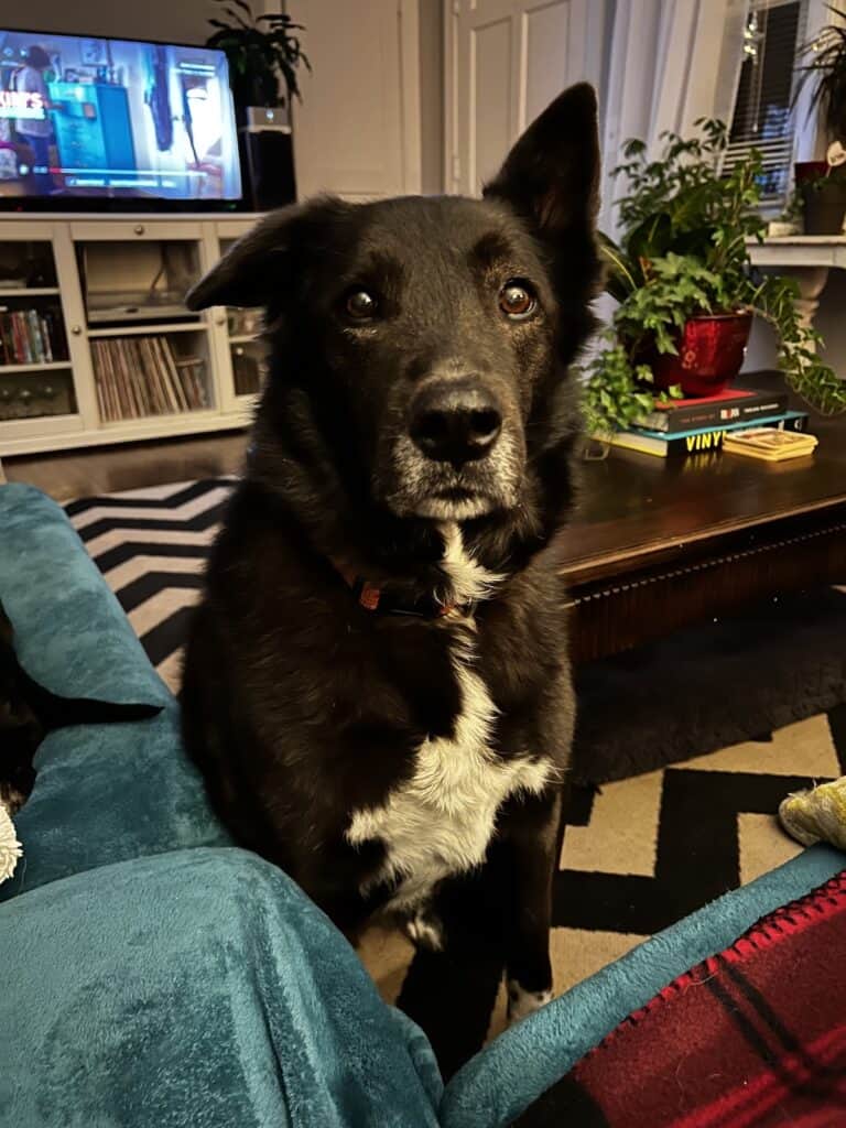 black faced dog with white chest and white snout with one ear pointy and the other ear floppy looking at the camera waiting for a homemade treat.