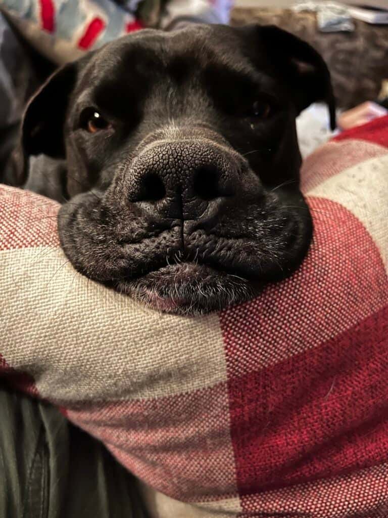 black pittie-boxer mix dog face resting his squishy chin on a red and white buffalo check pillow begging for a treat.