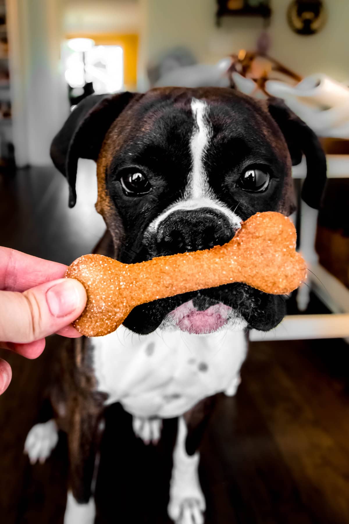 hand holding a bone-shaped peanut butter and banana homemade dog treat in front of a boxer who is looking at it very intently.